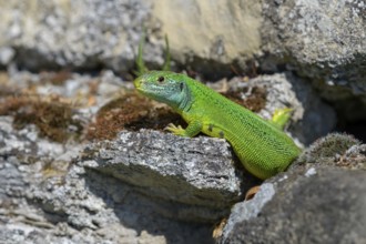 Western green lizard (Lacerta bilineata), resting on a stone of a dry stone wall, Neckar valley,