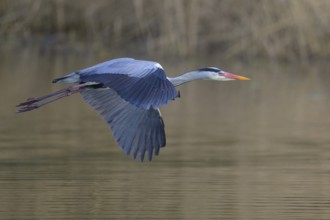 Grey heron (Ardea cinerea), adult heron in flight in front of reeds, Neckar valley,