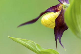 Red-brown lady's slipper (Cypripedium calceolus), orchid family, (Orchidaceae), mixed forest,