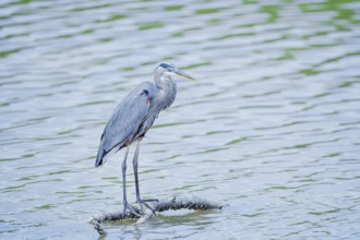 Great blue heron (Ardea herodias) looking for food, Sanibel Island, J.N. Ding Darling National