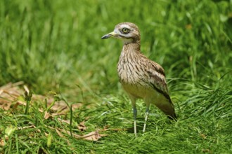 Stone curlew (Burhinus oedicnemus), in a meadow, France, Europe