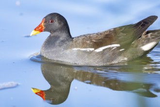 Moorhen (Gallinula chloropus) ml Germany