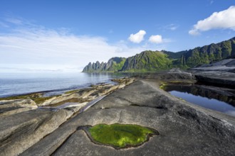 Green algae in a tidal pool, rocky coast of Tungeneset, Devil's Teeth, Okshornan, Ersfjorden, Senja