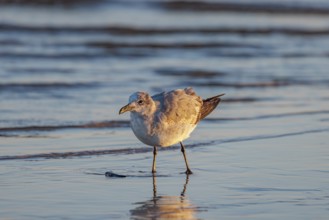 Seagull scouring the waterline searching for food along the Mississippi Gulf Coast in evening light