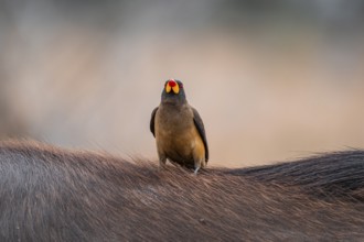 Yellow-billed oxpecker (Buphagus africanus) on the back of a blue wildebeest, Kruger National Park,