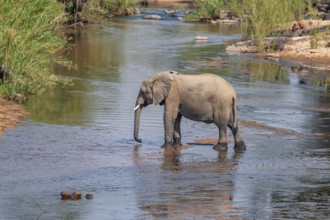 African elephant (Loxodonta africana), single elephant drinking at the river, Kruger National Park,