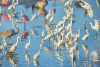 Group of Snowy Egret (Egretta thula), Roseate Spoonbills (Platalea ajaja) and Great blue heron