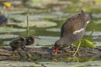 A common moorhen (Gallinula chloropus) provides food for its two-week-old young owl. Bas rhin,