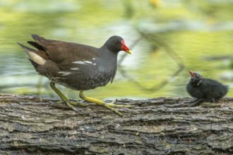 A common moorhen (Gallinula chloropus) provides food for its two-week-old young owl. Bas rhin,