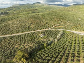 Fields of olive trees, trees planted in rows, aerial view, near village Cabra, Andalusia, Spain,