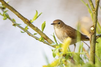 Nightingale (Luscinia megarhynchos) Germany