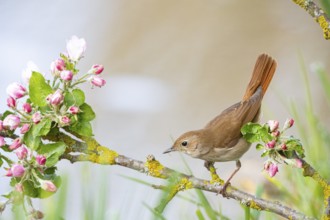 Nightingale (Luscinia megarhynchos) Germany
