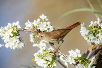 Nightingale (Luscinia megarhynchos) Germany