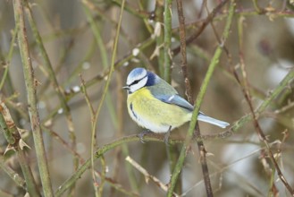 Blue tit (Parus caeruleus), sitting in the bushes of a dog rose (Rosa canina), Wilnsdorf, North