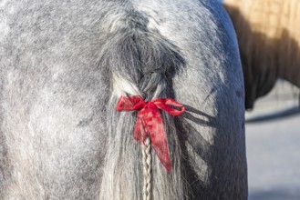 Artfully braided ponytail of a grey horse. The red ribbon is a subtle warning. The horse tends to
