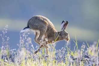 European hare (Lepus europaeus) Germany