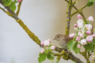 Nightingale (Luscinia megarhynchos) Germany