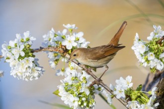 Nightingale (Luscinia megarhynchos) Germany