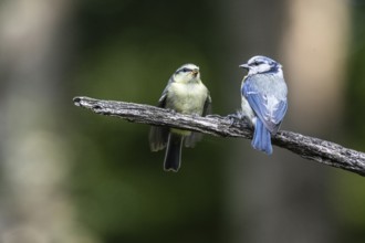 Blue tits (Parus caerulea), feeding young animals, Emsland, Lower Saxony, Germany, Europe