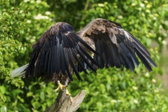 An eagle stands with its wings spread, its back to the camera, White-tailed Eagle (Haliaeetus