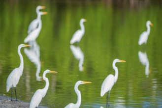 Great white egrets (Ardea alba) looking for food in a pond, Sanibel Island, J.N. Ding Darling