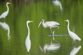 Great white egrets (Ardea alba) and Wood Stork (Mycteria Americana) fishing, Sanibel Island, J.N.