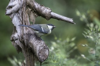 Great Tit (Parus major), Emsland, Lower Saxony, Germany, Europe
