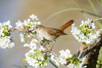 Nightingale (Luscinia megarhynchos) Germany