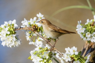 Nightingale (Luscinia megarhynchos) Germany