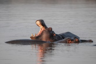 Hippopotamus (Hippopatamus amphibius), yawning with wide open mouth, in water in morning light,