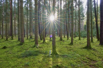 Sunlit forest shows the mood of nature, with moss-covered trees and light, beech trees, Odenwald,
