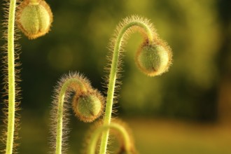 Iceland poppy (Papaver nudicaule), buds, in the evening light, North Rhine-Westphalia, Germany,