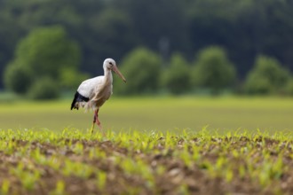 White stork (Ciconia ciconia), farmland, Göggingen, Sigmaringen district, Baden-Württemberg,