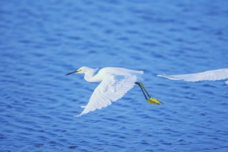 Snowy Egret (Egretta thula) in flight, Sanibel Island, J.N. Ding Darling National Wildlife Refuge,