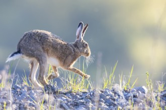 European hare (Lepus europaeus) Germany