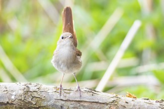 Nightingale (Luscinia megarhynchos) Germany