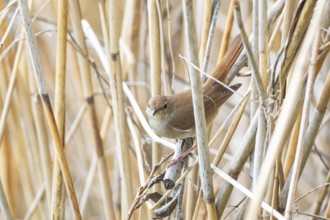 Nightingale (Luscinia megarhynchos) Germany