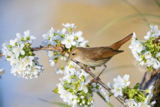 Nightingale (Luscinia megarhynchos) Germany
