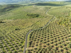 Fields of olive trees, trees planted in rows, aerial view, near village Cabra, Andalusia, Spain,