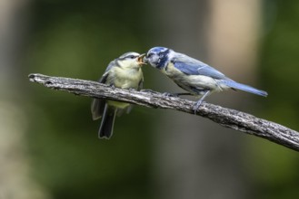 Blue tits (Parus caerulea), feeding young animals, Emsland, Lower Saxony, Germany, Europe