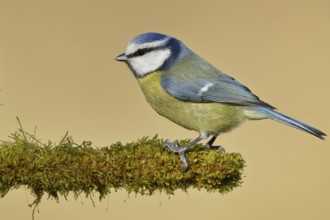 Blue tit (Parus caeruleus), sitting on moss-covered dead wood, Wilnsdorf, North Rhine-Westphalia,