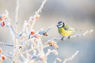 Blue tit (Parus caeruleus) Germany