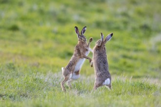 European hare (Lepus europaeus) Mating season Germany