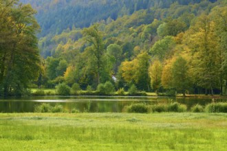 Green shore at a lake with autumn coloured forest in the background, Amorbach, Odenwald, Bavaria,