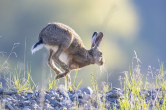 European hare (Lepus europaeus) Germany