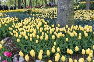 Yellow tulips (tulipa), Keukenhof gardens, Lisse, Bollenstreek, South Holland, Netherlands