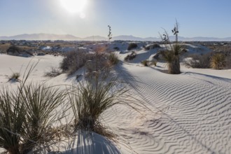 Gypsum dunefields at White Sands National Monument located within the Chihuahuan Desert and the