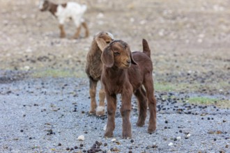 Newborn domesticated goat livestock raised for meat producion on a ranch in Sonora, Texas, USA,