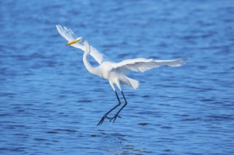 Great white egret (Ardea alba) in flight, Sanibel Island, J.N. Ding Darling National Wildlife