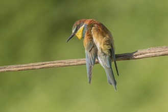 European bee-eater (Merops apiaster) on a branch during the breeding season in spring. Jechtingen,